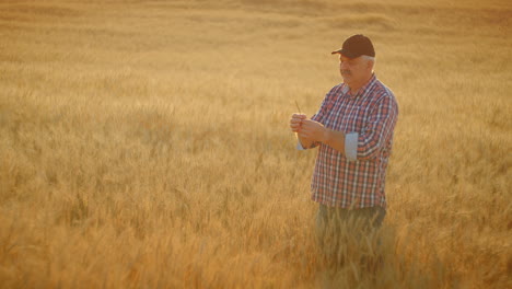 Close-up-of-senior-adult-farmer-holding-a-spikelet-with-a-brush-of-wheat-or-rye-in-his-hands-at-sunset-looking-closely-studying-and-sniffing-enjoying-the-aroma-in-slow-motion-at-sunset